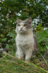 Health benefits of walks with inquisitive pets. Cat want to go out in the garden