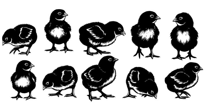 Cute baby chicks' silhouettes collection farm animals.