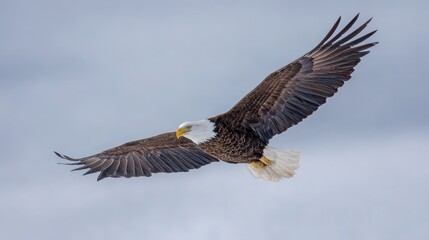 Fototapeta premium Powerful Bald Eagle in Mid-Flight Against a Soft Blue Sky, Symbol of Freedom