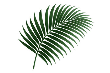Naklejka premium Green tropical palm leaf with feathered fronds on transparent background, summer vacation concept