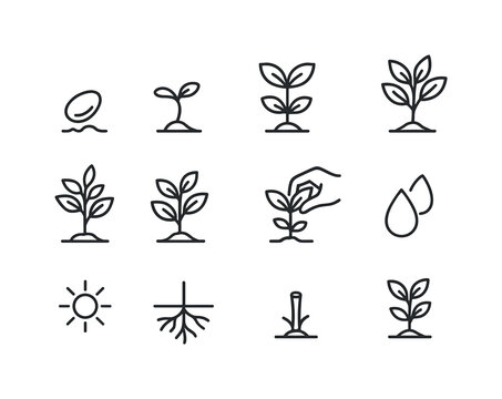 Herb Growth Icons. Herb growth stages. Line icon set of Herb gro