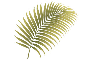 Fototapeta premium Palm frond leaf isolated on transparent background illustrating tropical nature and exotic botanical beauty
