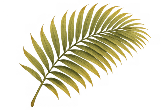 Palm frond displaying delicate watercolor detailing, an elegant tropical leaf element with a transparent background - Powered by Adobe