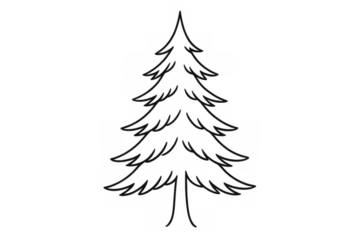 Evergreen pine tree drawing with outline style, winter nature graphic for christmas and holiday season design elements