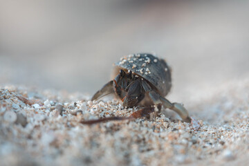 hermit crab in a shell on the rocks at a beach in tasmania australia