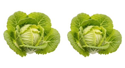 Two heads of fresh napa cabbage isolated on white background