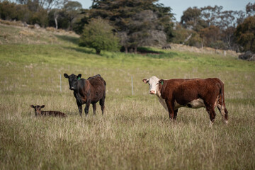 farming in tasmania australia. livestock in a meadow, sustainable carbon neutral farming being practiced. regenerative raised cows in a field