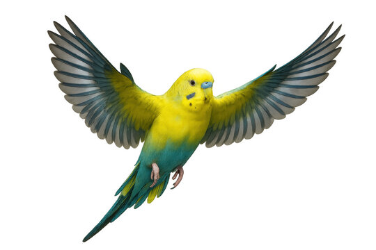 Budgerigar flying with wings spread, vibrant yellow and blue parakeet in motion on transparent background
