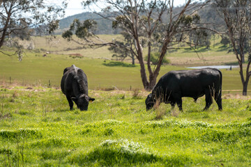 farming in tasmania australia. livestock in a meadow, sustainable carbon neutral farming being practiced. regenerative raised cows in a field