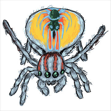 Flying Peacock Spider. Maratus volans. Colorful, vector illustration. Picturesque. Unique stylization. Print on sketchbooks, stickers, postcards, cups, clothes, posters. Biologic. 