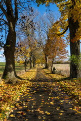 Naklejka premium Zauberhafte Herbstlandschaft am Radweg Hilgersdorfer Strasse in Steinigtwolmsdorf in der Oberlausitz 2