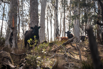 farming in tasmania australia. livestock in a meadow, sustainable carbon neutral farming being practiced. regenerative raised cows in a field