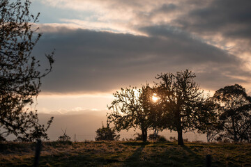 beautiful cattle in Australia  eating grass, grazing on pasture. Herd of cows free range beef being regenerative raised on an agricultural farm. Sustainable farming  on rolling green hills