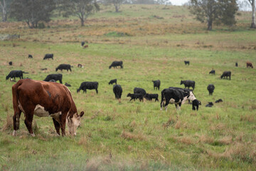 farming in tasmania australia. livestock in a meadow, sustainable carbon neutral farming being practiced. regenerative raised cows in a field