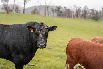 farming in tasmania australia. livestock in a meadow, sustainable carbon neutral farming being practiced. regenerative raised cows in a field