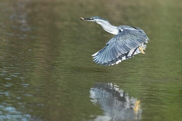 Green egrets inhabit the wild in public parks of Thailand.