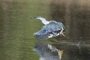 Green egrets inhabit the wild in public parks of Thailand.