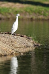 White egrets inhabit the wild in public parks of Thailand.