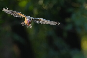 The common kingfisher inhabits the wild in public parks of Thailand.