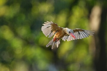 Fototapeta premium The common kingfisher inhabits the wild in public parks of Thailand.