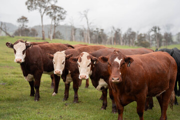 farming in tasmania australia. livestock in a meadow, sustainable carbon neutral farming being practiced. regenerative raised cows in a field