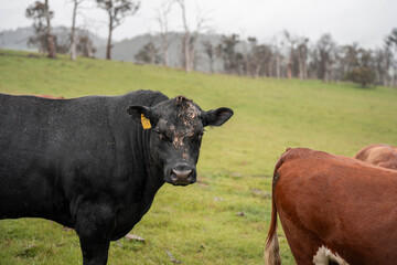 farming in tasmania australia. livestock in a meadow, sustainable carbon neutral farming being practiced. regenerative raised cows in a field