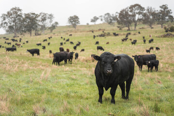 Fototapeta premium farming in tasmania australia. livestock in a meadow, sustainable carbon neutral farming being practiced. regenerative raised cows in a field