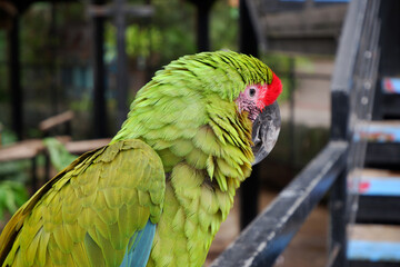 a beautiful vibrant green and red color macaw parrot bird sitting on the railing. an exotic bird, ara militaris, a medium- to large-sized macaw, named after its green and red plumage vaguely
