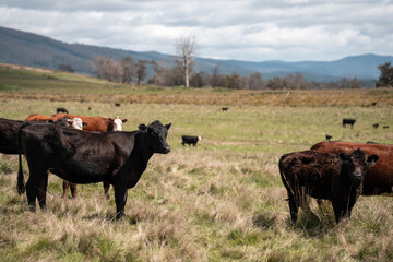 farming in tasmania australia. livestock in a meadow, sustainable carbon neutral farming being practiced. regenerative raised cows in a field