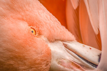 Extreme Close-up of Pink Flamingo Bird Head Eye and Beak Preening with Soft Light