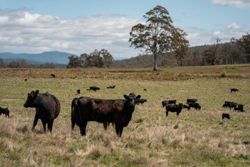 a beautiful australian farming landscape in tasmania
