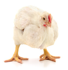 Young white broiler chicken standing isolated on white