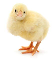 Obraz premium Cute yellow newborn chick isolated on white background