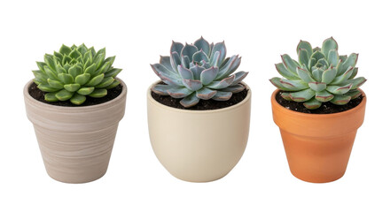 Three distinct potted succulent plants in ceramic and terracotta pots, isolated on white background