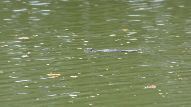 Small water monitor lizard Head Peaking Out of Dark Water Creating Circular Ripples, Moody Wildlife Close-up