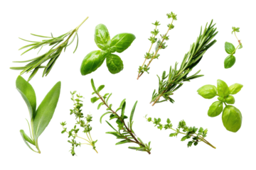 Aromatic Herb Collection: An assortment of vibrant and fragrant culinary herbs arranged. The close-up view highlights the fresh texture and intense green color of herbs.
