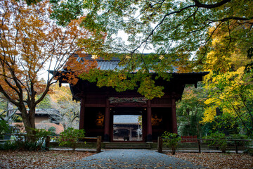 鎌倉25122　妙本寺4　紅葉