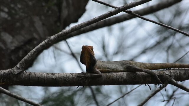 Oriental Garden Lizard (Calotes Versicolor) Resting on a Rough Tree Branch Against a Blurry Natural Background, Displaying Orange Head