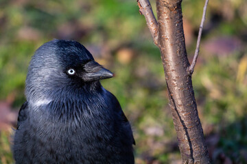 The Jackdaw bird has beautiful blue eyes.
Lat. Coloeus monedula, syn. Corvusmonedula is one of the...