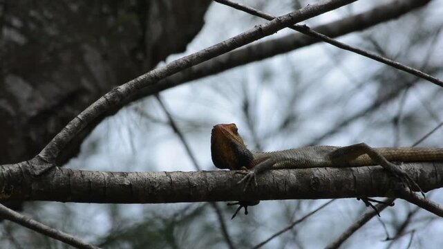 Oriental Garden Lizard (Calotes Versicolor) Resting on a Rough Tree Branch Against a Blurry Natural Background, Displaying Orange Head