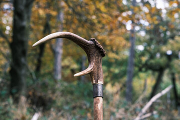 Traditional walking stick made from deer antler in autumn forest