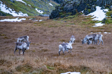 Stado reniferów na Islandii