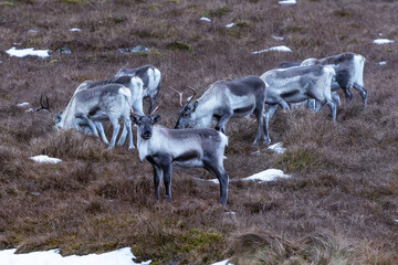 Stado reniferów na Islandii