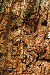 Red Rustic Weathered Wood Texture