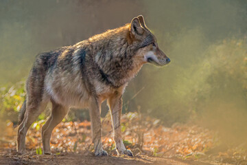 Gray Wolf Animal Standing Profile with Golden Backlighting Against Soft Autumn Background