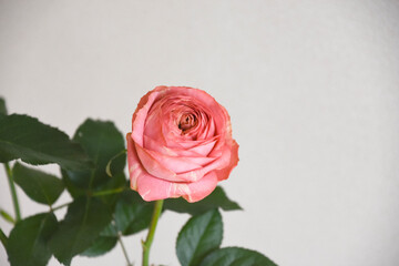 ピンクラナンキュラ