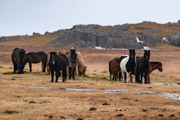 Konie islandzkie