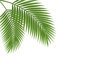 Fototapeta premium Green Tropical Palm Leaves Isolated Background.