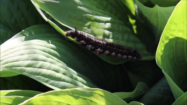 A brown, furry caterpillar crawls across a hosta leaf, pausing and freezing on a sunny summer day &mdash; color horizontal video, close-up