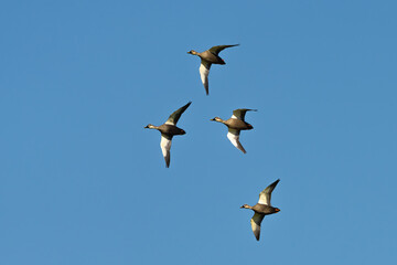 a flock of Eastern Spot-billed Ducks in flight with a blue sky in the background